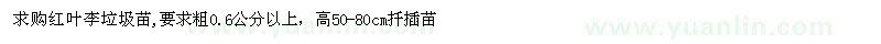 求購高50-80公分紅葉李