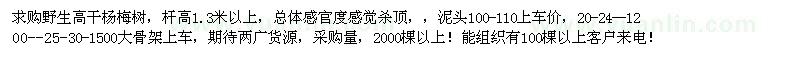 求購桿高1.3米以上楊梅樹(shù)