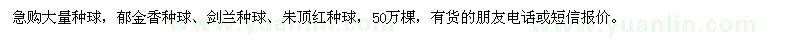 求購(gòu)郁金香種球、劍蘭種球、朱頂紅種球