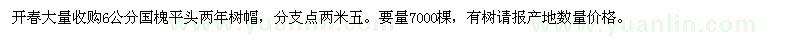 求購6公分國槐