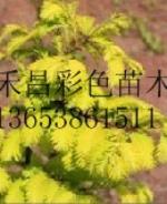 美國紅楓用途|供應(yīng)金葉水杉便宜、蓬萊金葉水杉生產(chǎn)基地