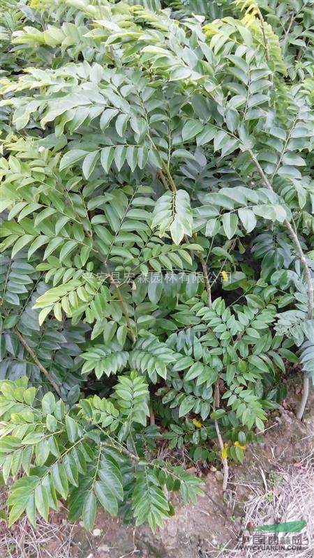 黃花梨