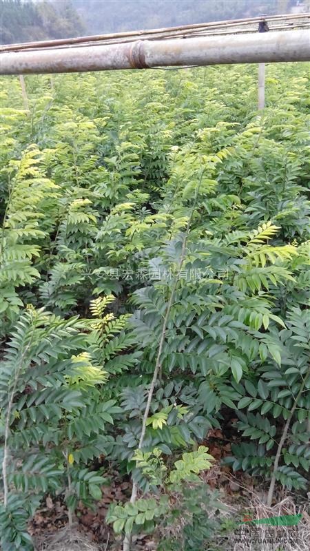 黃花梨