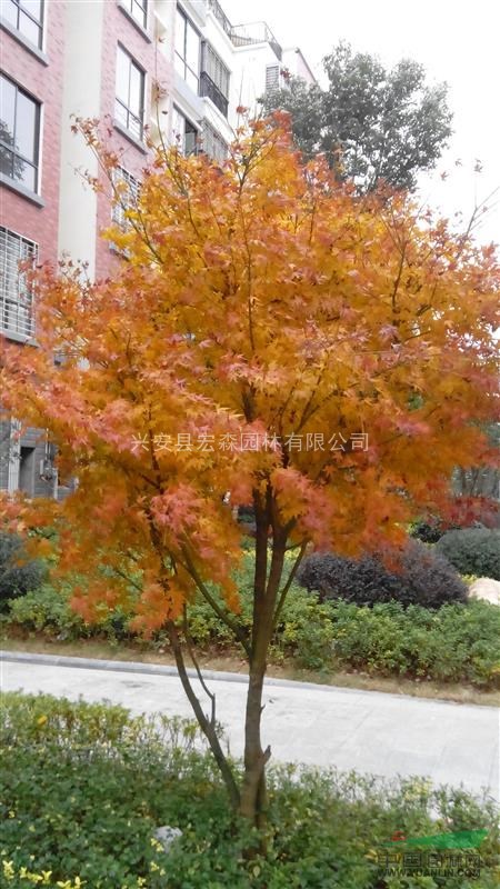 大量供應10-20公分紅楓