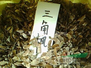 江西三角楓種子-九江三角楓種子-江西三角楓種子批發(fā)