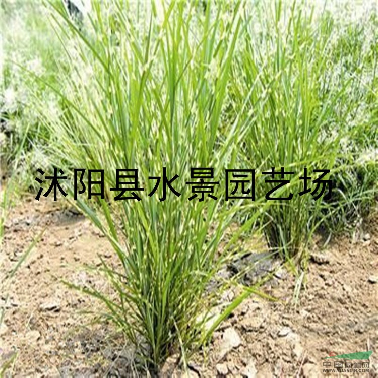 江蘇斑葉芒 各種芒草 沭陽斑葉芒 斑葉芒基地 斑葉芒批發(fā)價格