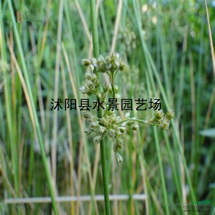 江蘇燈芯草 燈心草大量批發(fā)、藺草、龍須草 綠化苗木 燈芯草苗