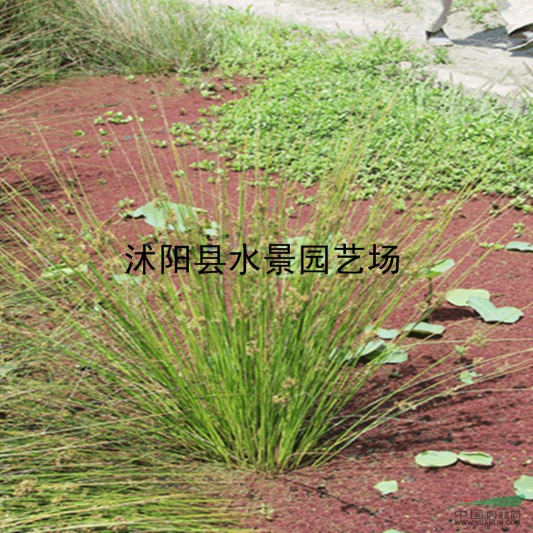 江蘇燈芯草 燈心草大量批發(fā)、藺草、龍須草 綠化苗木 燈芯草苗