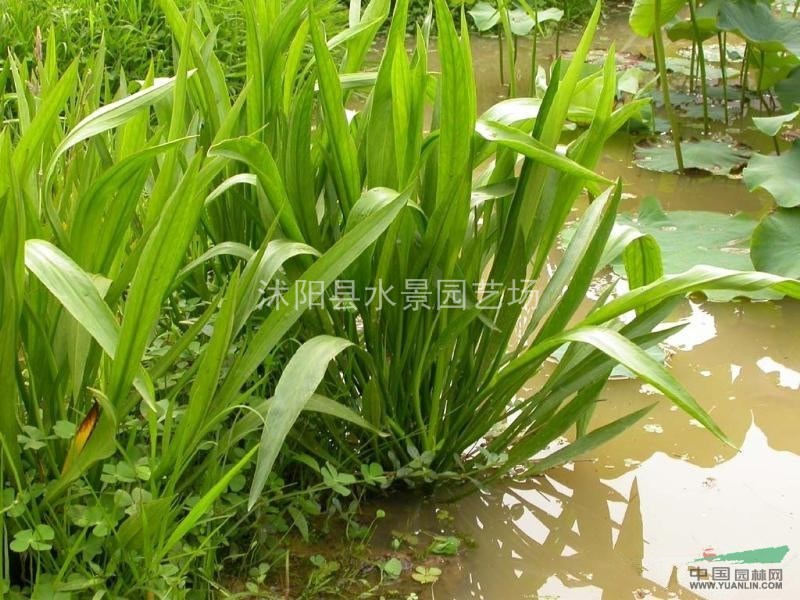 江蘇窄葉澤瀉 窄葉澤瀉基地 澤瀉批發(fā) 水生植物供應(yīng) 