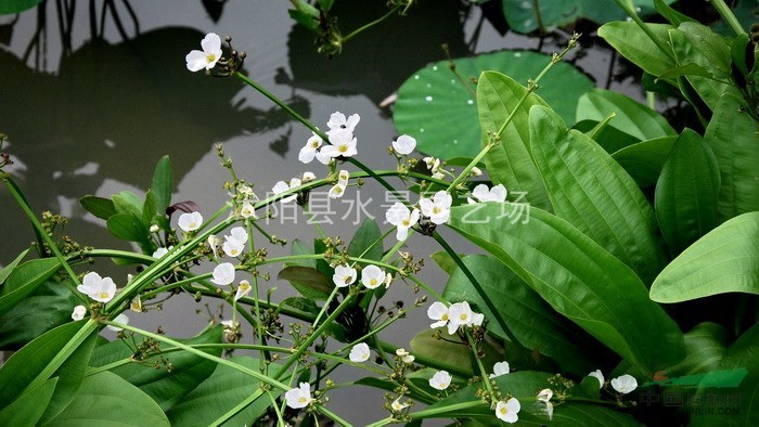 江蘇窄葉澤瀉 窄葉澤瀉基地 澤瀉批發(fā) 水生植物供應(yīng) 