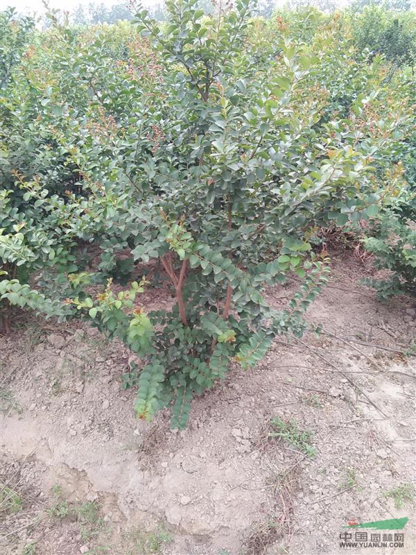 供應(yīng)高桿紫薇叢生紫薇D2--5CM
