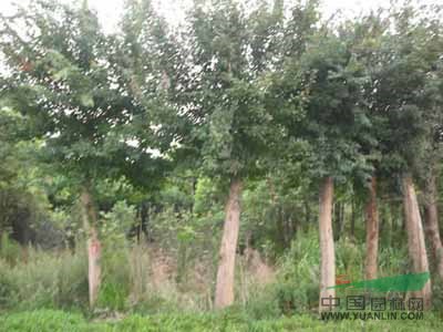 批發黃山欒樹小苗 瀏陽欒樹苗木 10-12公分截桿欒樹價格