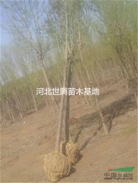 山東垂柳 山東垂柳苗