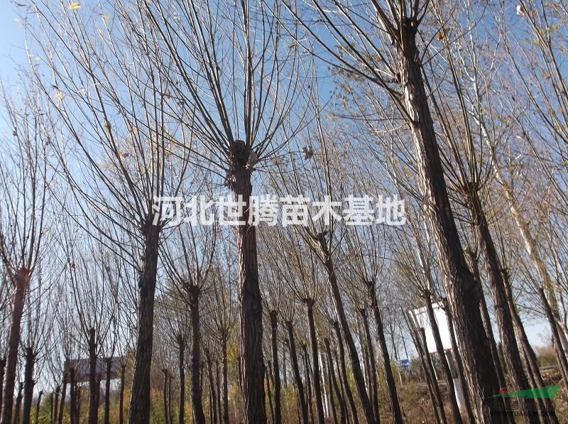 山東垂柳 山東垂柳苗