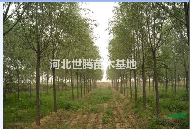 旱柳樹苗的價(jià)格2014年