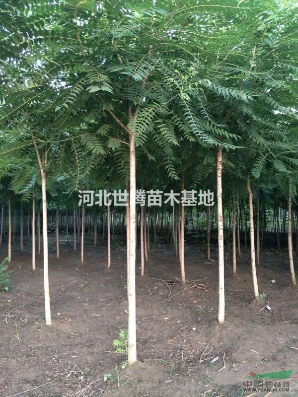 6公分千頭椿價格