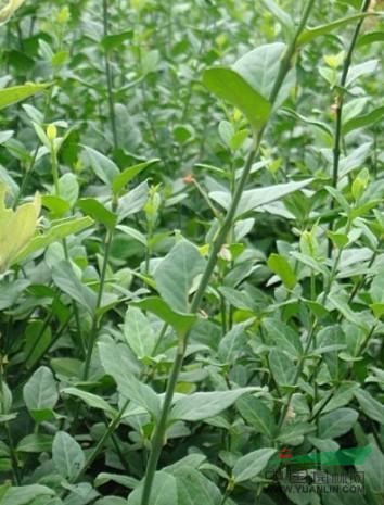 批發(fā)【泰安】1—3年生扶芳藤小苗