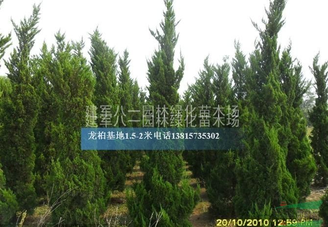 直生龙柏图片直生龙柏报价