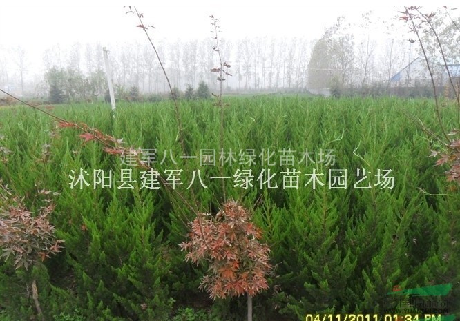 直生龙柏图片直生龙柏报价