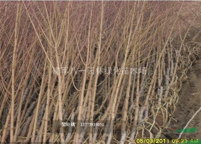 江苏紫叶桃信息批发价格图片