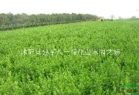 大葉黃楊圖片\大葉黃楊球苗批發價格 圖片
