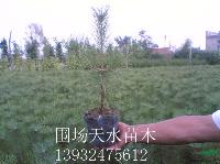 杯口20CM H60CM油松杯行情報價\杯口20CM H60CM油松杯圖片展示