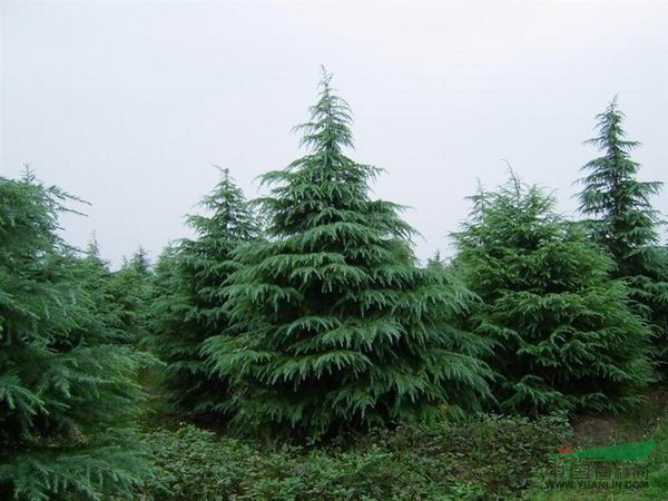 雪松種苗價(jià)格  60萬(wàn)棵雪松小樹(shù)苗待售