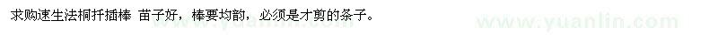求購速生法桐扦插棒 苗子好