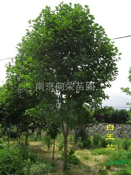 江蘇南京白玉蘭基地 6-8公分白玉蘭價(jià)格行情