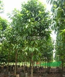 江蘇南京白玉蘭基地 6-8公分白玉蘭價(jià)格行情
