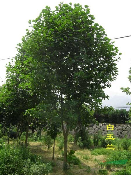 移植優(yōu)質(zhì)精品廣玉蘭 10-12公分廣玉蘭價(jià)格預(yù)知