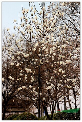 移植優(yōu)質(zhì)精品廣玉蘭 10-12公分廣玉蘭價(jià)格預(yù)知