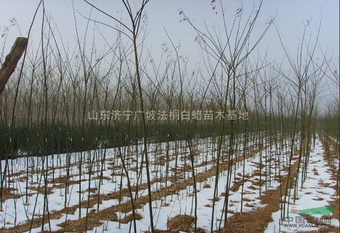 專供：2-3.5米速生法桐苗 上車價(jià)格2.5-8元