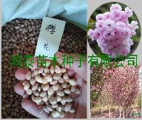 櫻花種子價(jià)格供應(yīng)櫻花種子