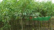 優(yōu)質(zhì)冬青樹(shù)價(jià)格便宜處理，小葉女貞價(jià)最新動(dòng)態(tài)，農(nóng)戶直銷 