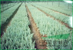 2013年南京湯泉雪松主產(chǎn)基地發(fā)布的最新雪松價格信息
