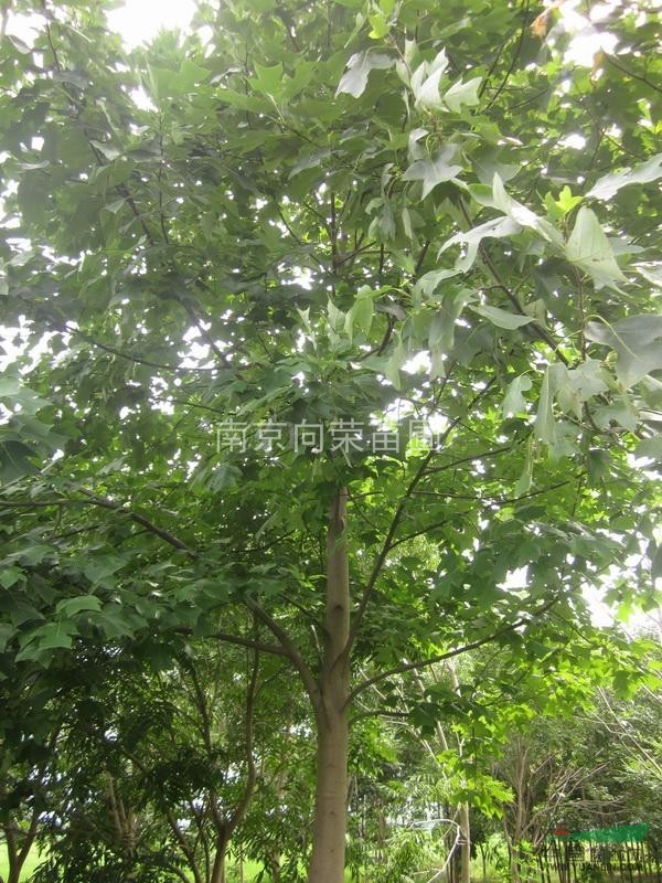 南京湯泉苗木基地供應(yīng)不同規(guī)格馬褂木 鵝掌楸價格歡迎來洽談