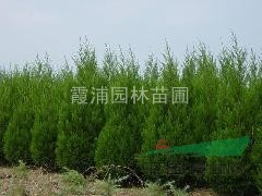 2013年最新蜀檜價(jià)格問(wèn)情 0.8-1.5米價(jià)格資料咨詢