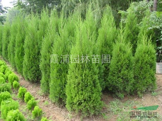 2013年最新蜀檜價(jià)格問(wèn)情 0.8-1.5米價(jià)格資料咨詢