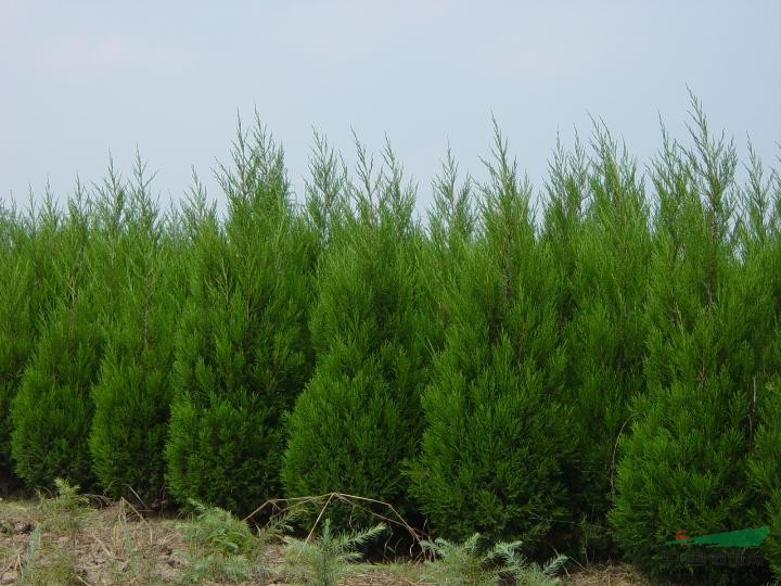 大量優(yōu)質(zhì)蜀檜苗待售 最低蜀檜價格 蜀檜資料