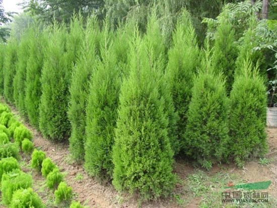 大量優(yōu)質(zhì)蜀檜苗待售 最低蜀檜價格 蜀檜資料