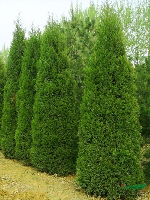 蜀檜基地提供蜀檜價(jià)格介紹 蜀檜栽培管理信息
