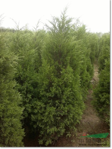 蜀檜基地提供蜀檜價(jià)格介紹 蜀檜栽培管理信息