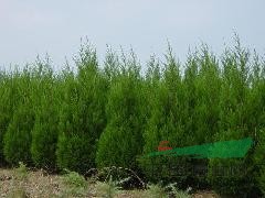 南京湯泉苗農(nóng)長期供應(yīng)雪松樹 蜀檜 紅葉石楠樹市場最低價(jià)格