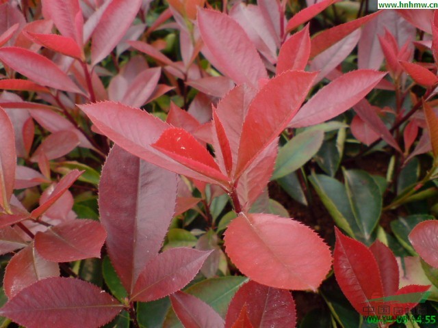 批發(fā)紅葉石樹苗 紅葉石楠球 高桿紅葉石楠價格低 數(shù)量大