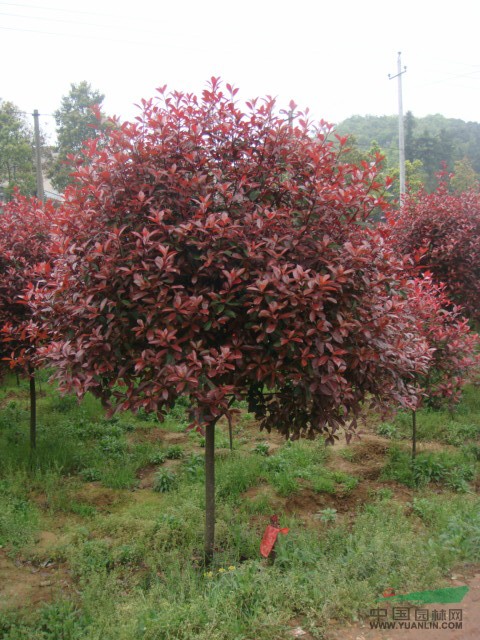 獨紅葉石楠樹價格 紅葉石楠小苗多少錢 紅葉石楠基地供應(yīng)詳情 