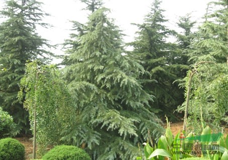 移植優(yōu)質(zhì)雪松價格 雪松小苗價格動態(tài)行情