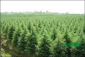 移植優(yōu)質(zhì)雪松價格 雪松小苗價格動態(tài)行情