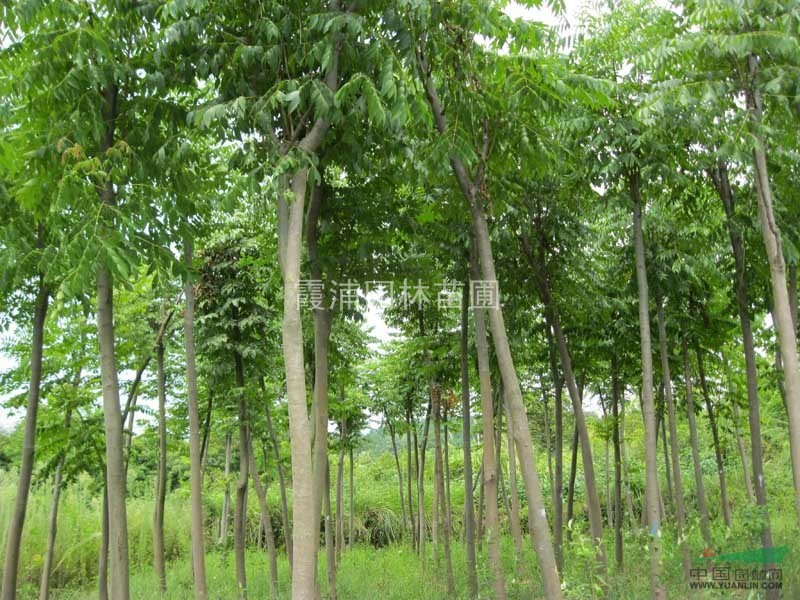 最新春季欒樹價(jià)格表 5公分欒樹價(jià)格報(bào)價(jià)