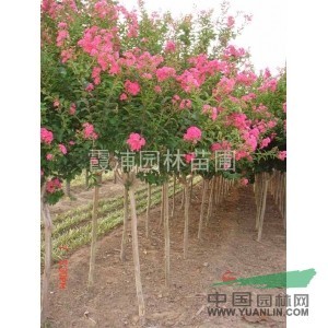  南京湯泉苗圃最新公布紫薇樹價格 6公分紫薇價格信息詳情